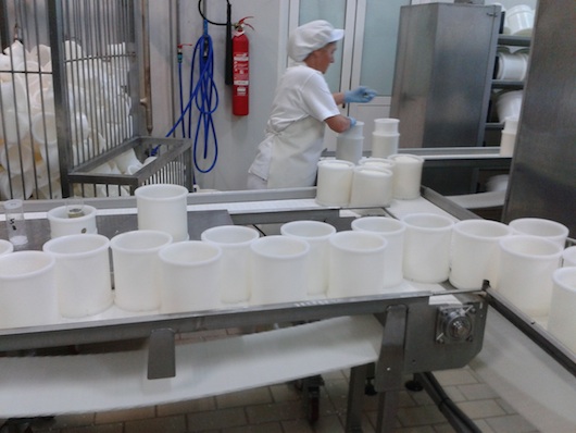 Fabricación queso de oveja, prensado.