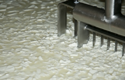 Fabricación queso de oveja, corte cuajada.
