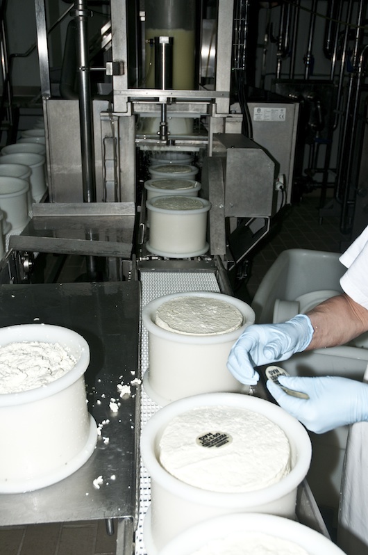Fabricación queso de oveja, autentificar queso zamorano. 