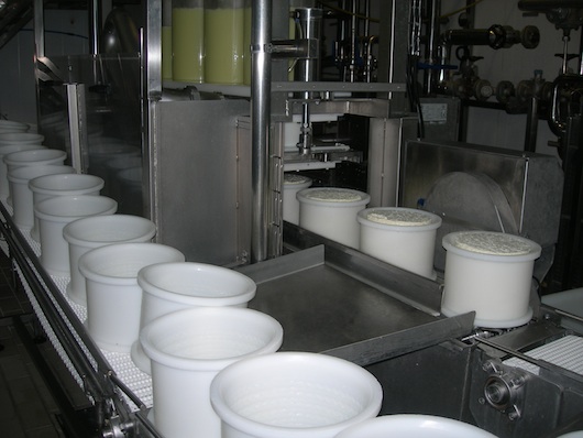 Sheep cheese production, filling of molds.