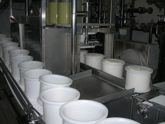 Fabricacion queso de oveja, llenado de moldes.
