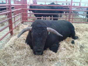 Toro Feria Agromaq Salamanca