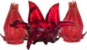 Flor Comestible, Hibiscus