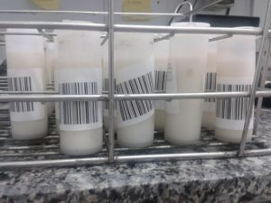 Fabricacion queso de oveja, toma de muestras.
