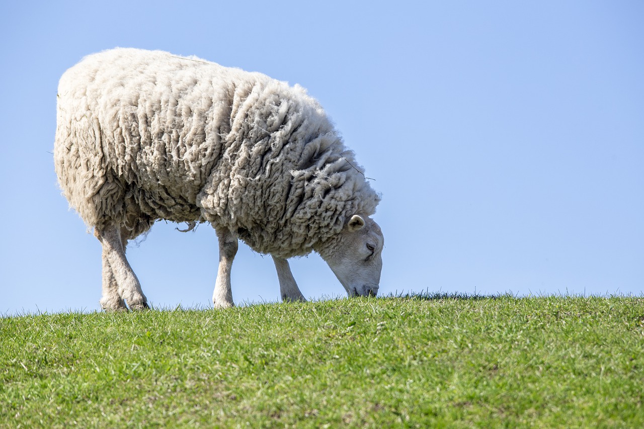 La lana de las ovejas era un bien muy demandado