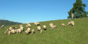 Ovejas de pastoreo