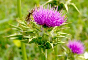 Flor cardo. Cuajo vegetal