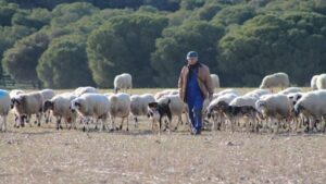 La Oveja Castellana, ¿cuánto conoces de ella?