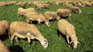 Leche ecologica de pastoreo o de bienestar animal. ¿Sabes que son 2