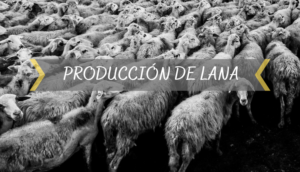 PRODUCCION DE LANA 1