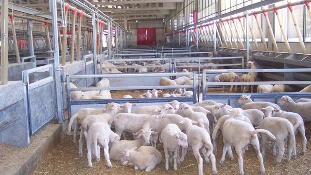 El 65% de la producción española de leche de oveja se concentra en Castilla y León El 65% de la producción española de leche de oveja se concentra en Castilla y León
