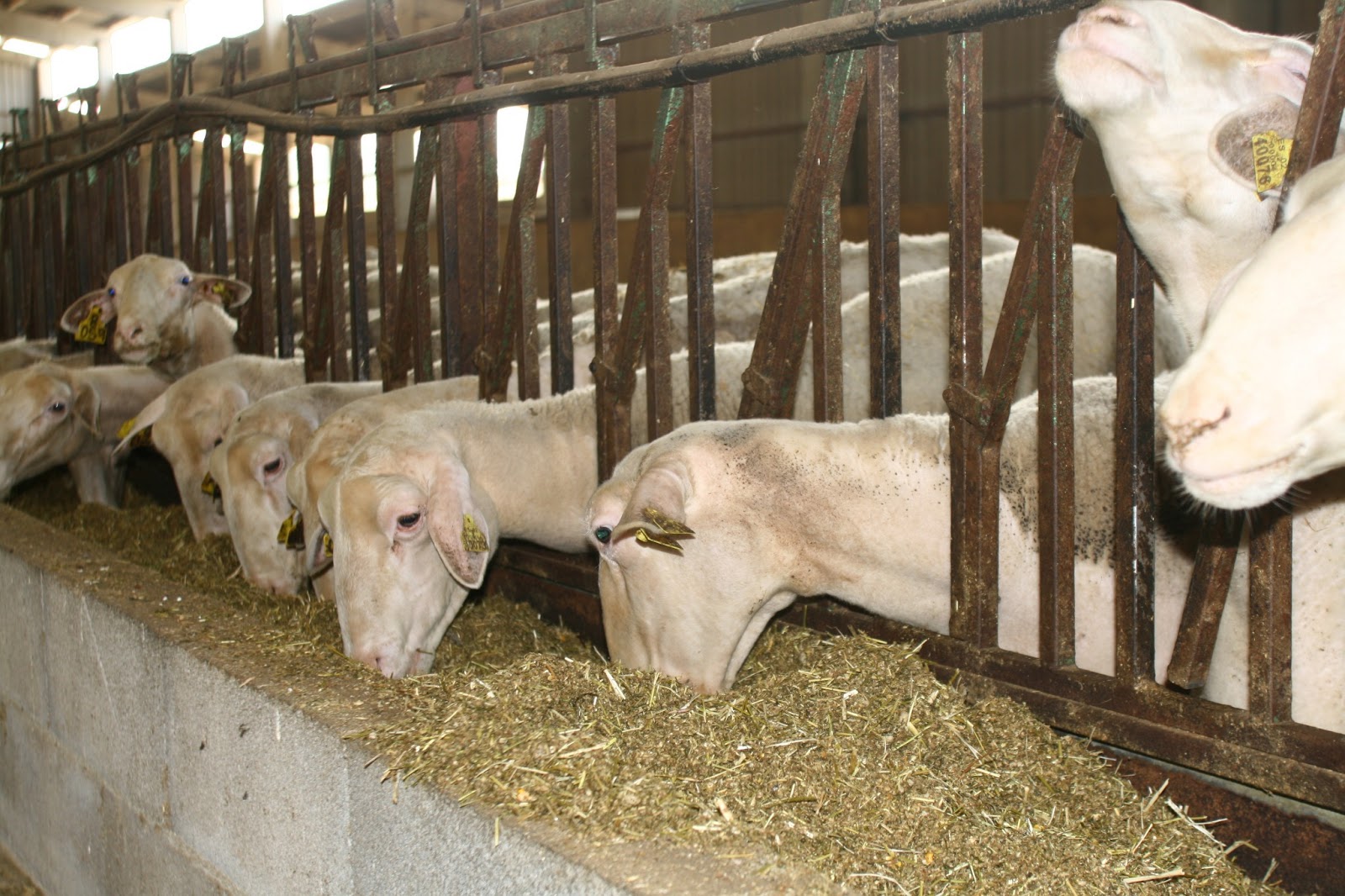 El 65% de la producción española de leche de oveja se concentra en Castilla y León El 65% de la producción española de leche de oveja se concentra en Castilla y León