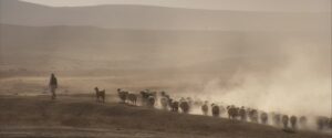 desierto de siria pastor rebano de ovejas