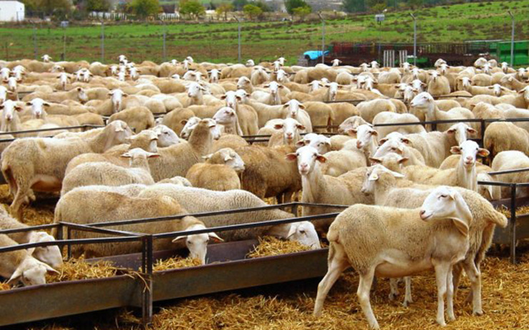 ¿Por qué es necesaria la información del ordeño? 2 Explotación agraria de ovino