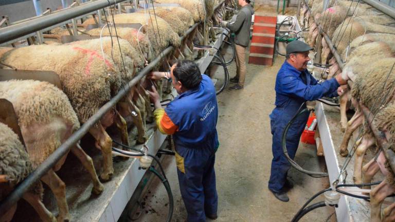 ¿Por qué es necesaria la información del ordeño? 4 Ordeñadores, necesaria una mano de obra cualificada