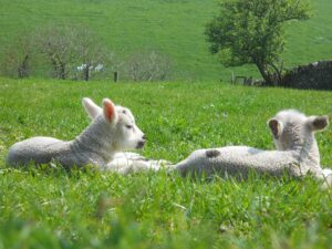 ovejas en el campo