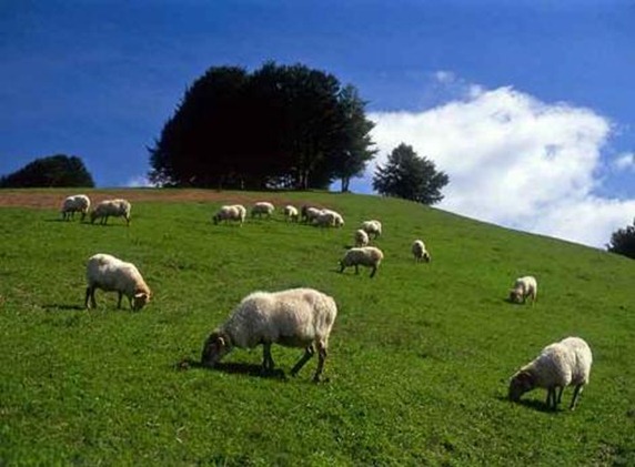Improving sheep feeding generates healthier feed