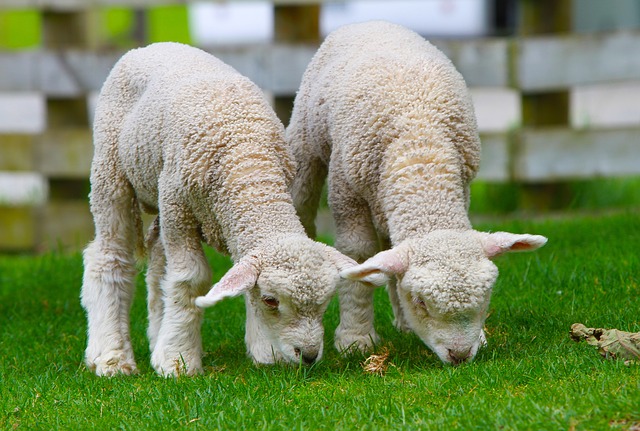 Leche de oveja más rentable y saludable 1 sheep 50914 640