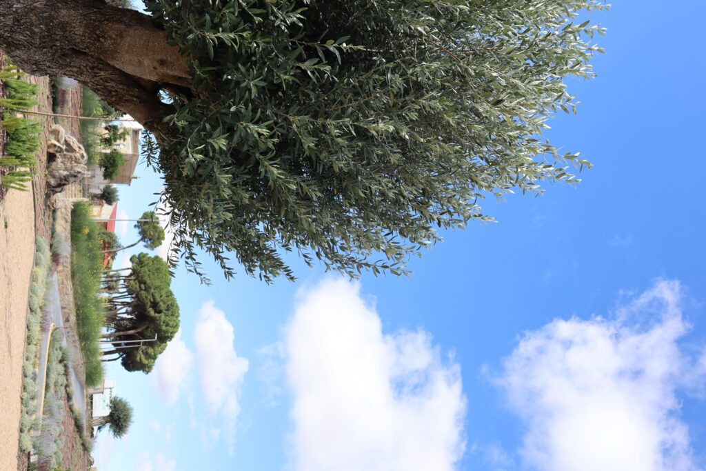 Los Olivos Centenarios in Quesería La Antigua de Fuentesaúco 8 olivos queseria la antigua
