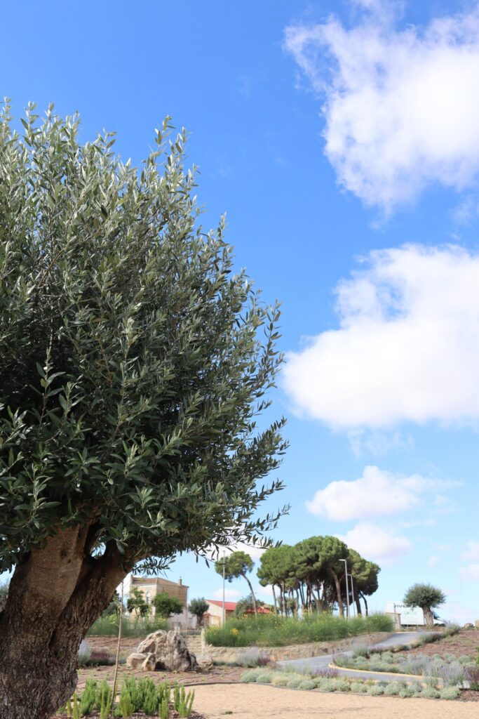 olivos queseria la antigua