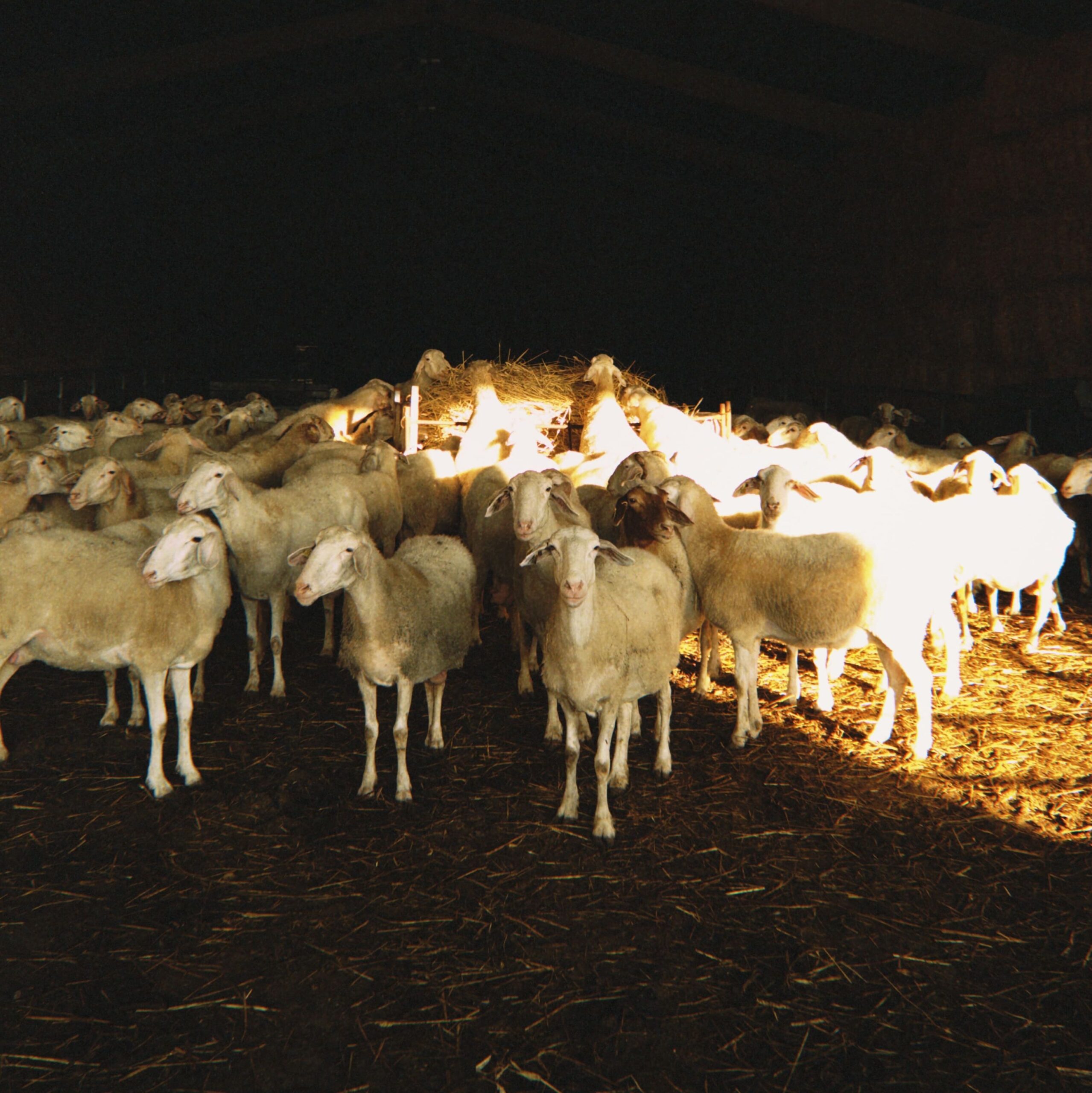 Bernardo Ríos, Reconocimiento COBADU a una vida de compromiso rural 3  Bernardo Ríos, Premio COBADU a una vida de compromiso rural